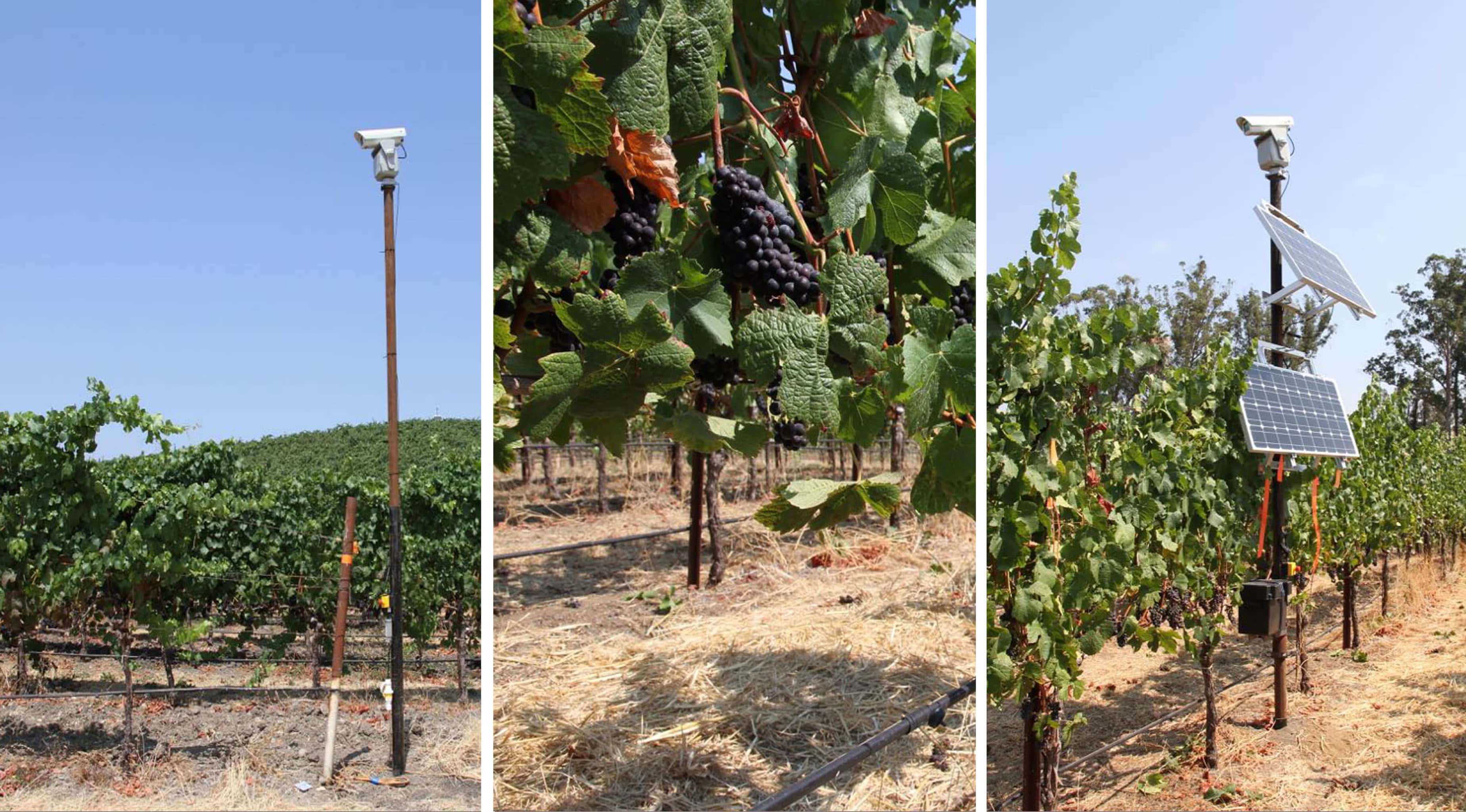 Laser Bird Repellent Device Protects Vineyards in New Zealand
